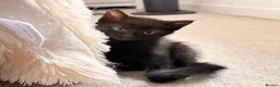 Domestic Shorthair cats for sale: 4 kittens for sale!  in Spalding - Advert 9