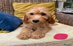 Irish Doodle dogs for sale: F1 Standard Irish Doodle Puppies  - Image 10