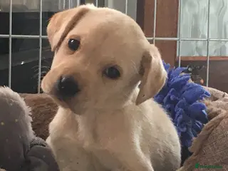 Labrador Retriever dogs KC REG YELLOW LABRADOR RETRIEVERS - Advert 9