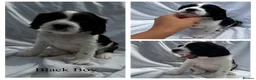 Mixed Breed dogs for sale: Springalier puppies for sale  - Advert 10