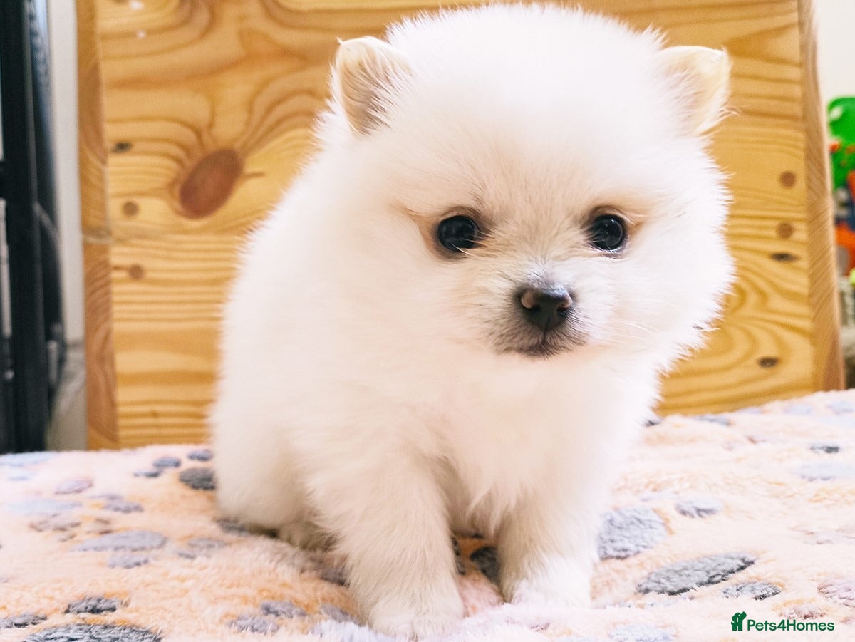 Pomeranian dogs Stunning White/Cream Pomeranian Puppies - Advert 15
