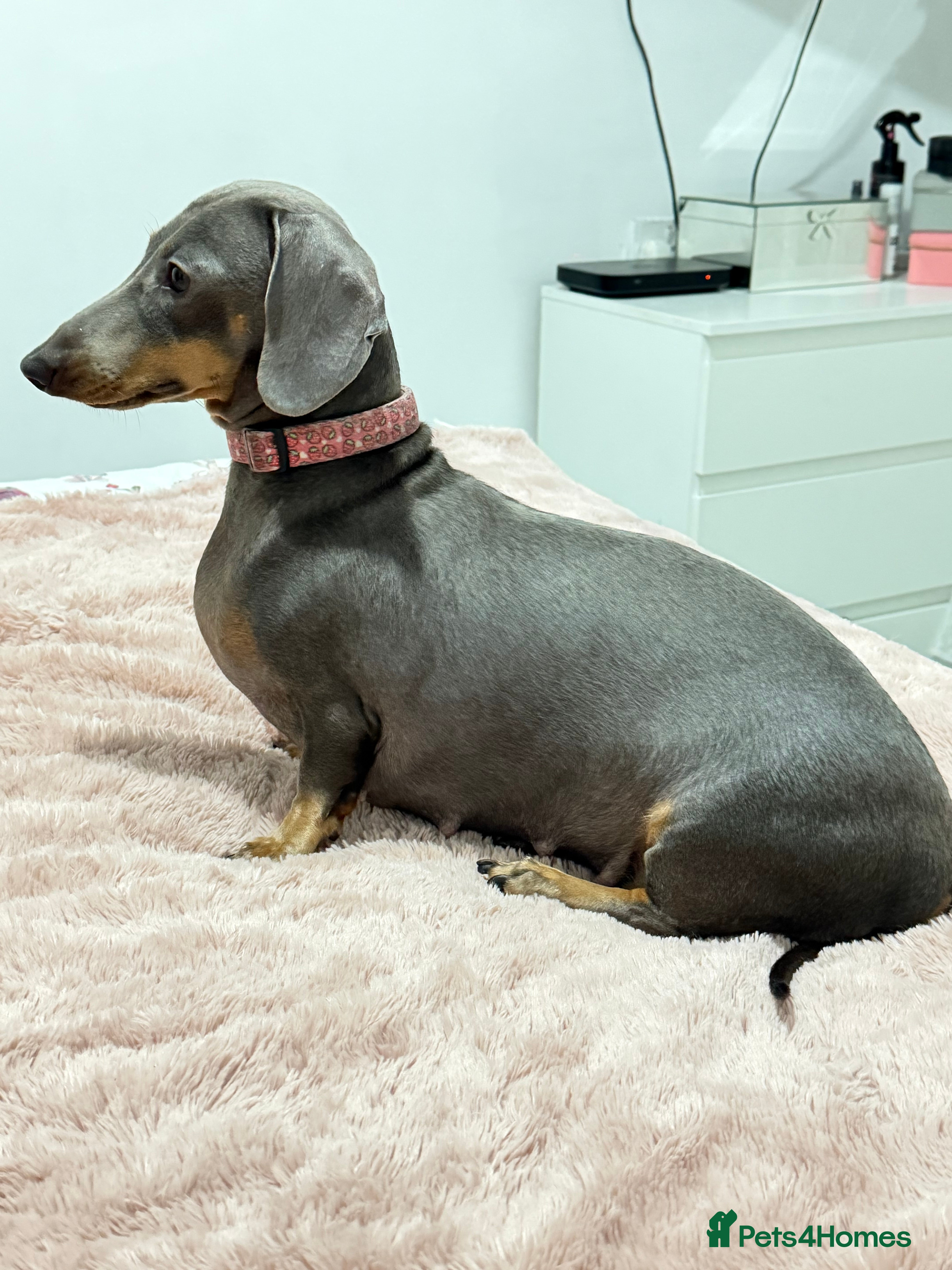 Dachshund dogs Dachshund  - Advert 1