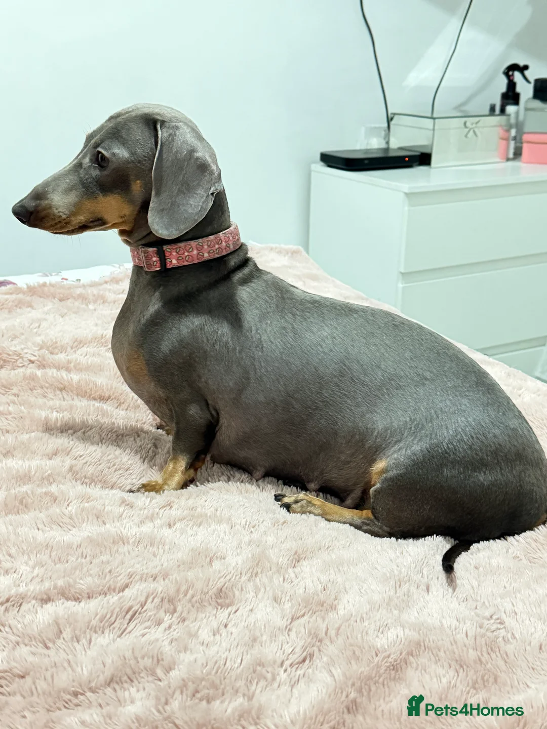 Dachshund dogs for sale: Dachshund  - Advert 1