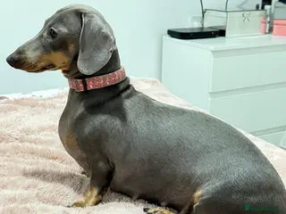 Dachshund dogs Dachshund - Advert 1