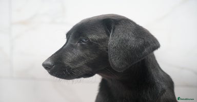 Labrador Retriever dogs - Advert 2