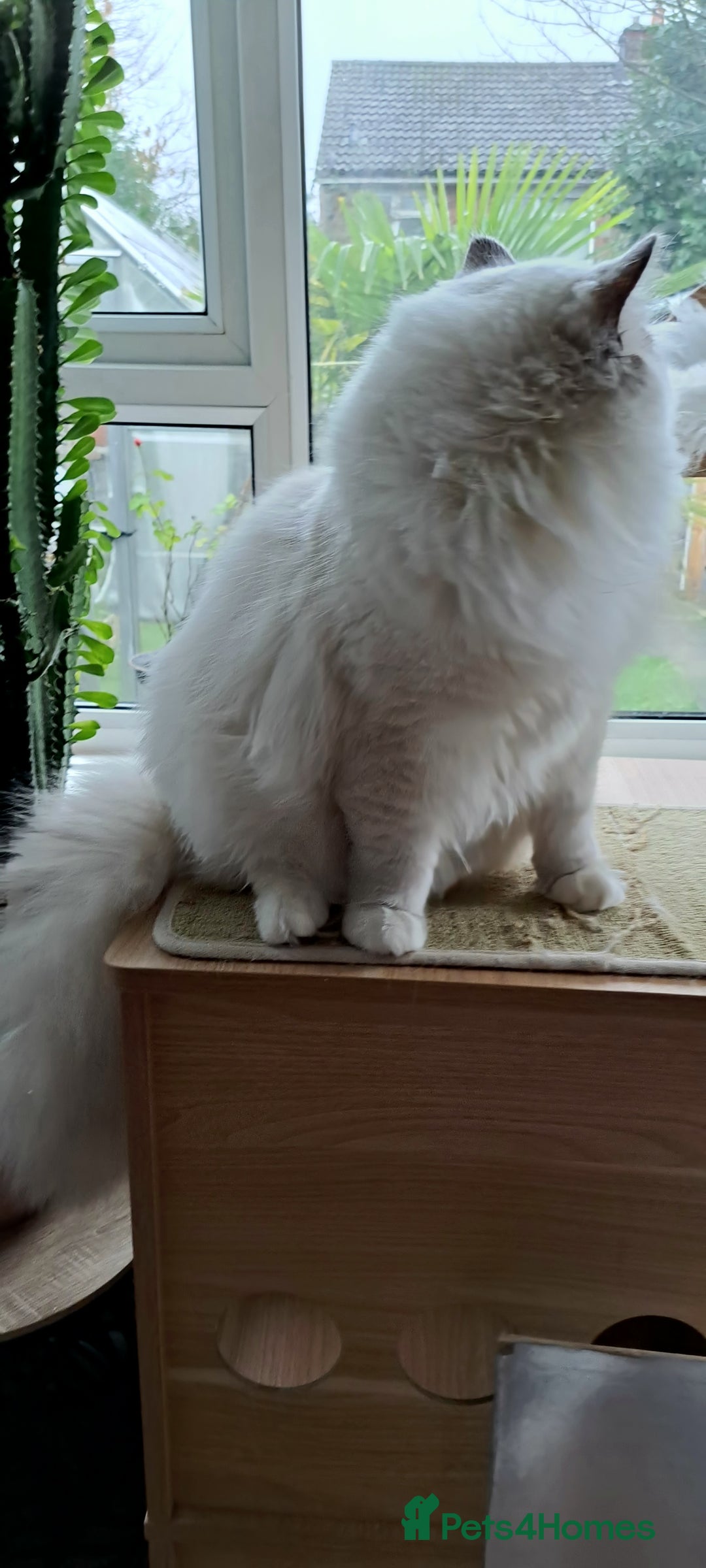 Ragdoll cats for sale: GCCF reg Ragdoll kittens  - Advert 20