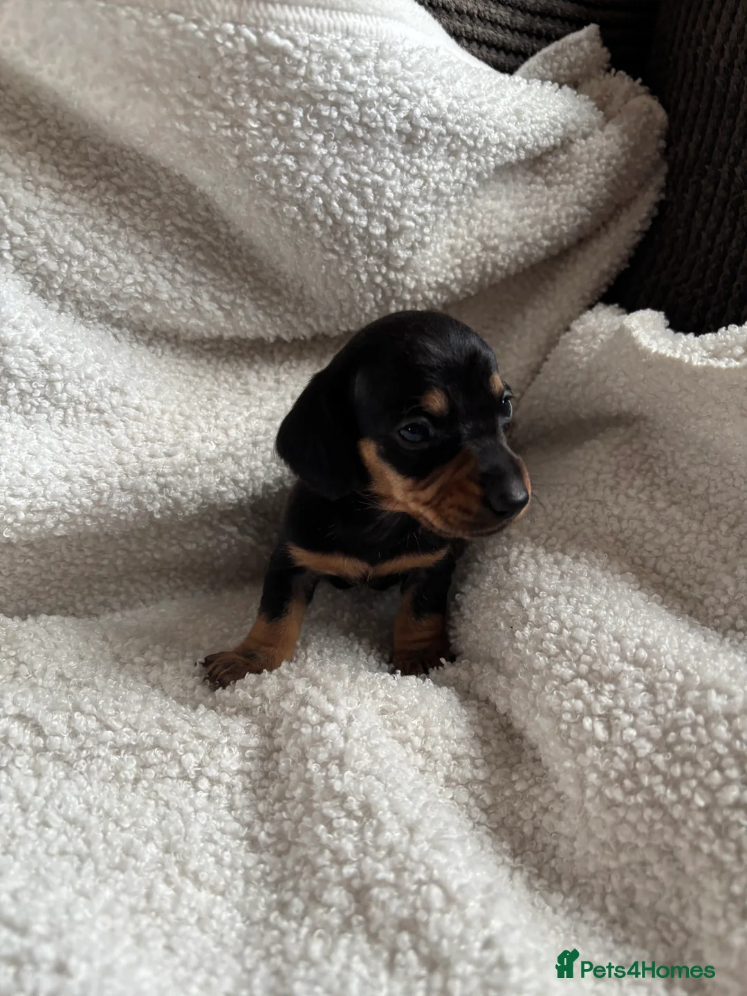 Miniature Dachshund dogs for sale: Beautiful miniature dachshunds 🤍 - Advert 7