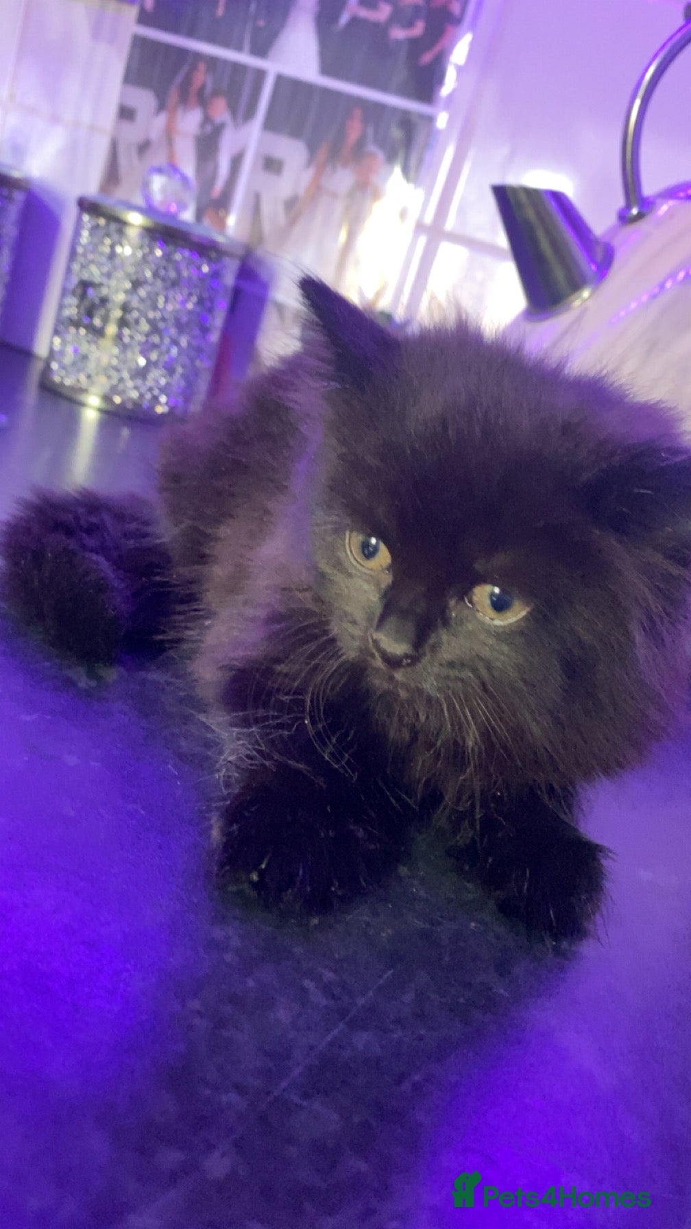 Mixed Breed rodents Female fluffy all black kitten - Advert 4