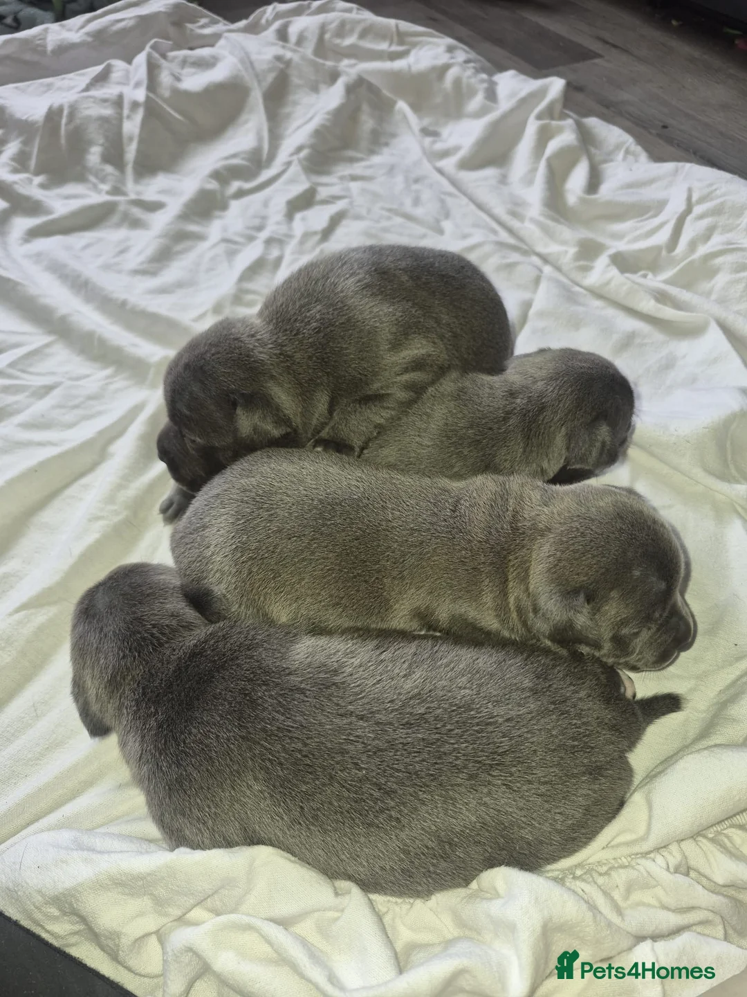 Staffordshire Bull Terrier dogs for sale: Beautiful kc reg blue Staffordshire bull terrier  - Advert 2