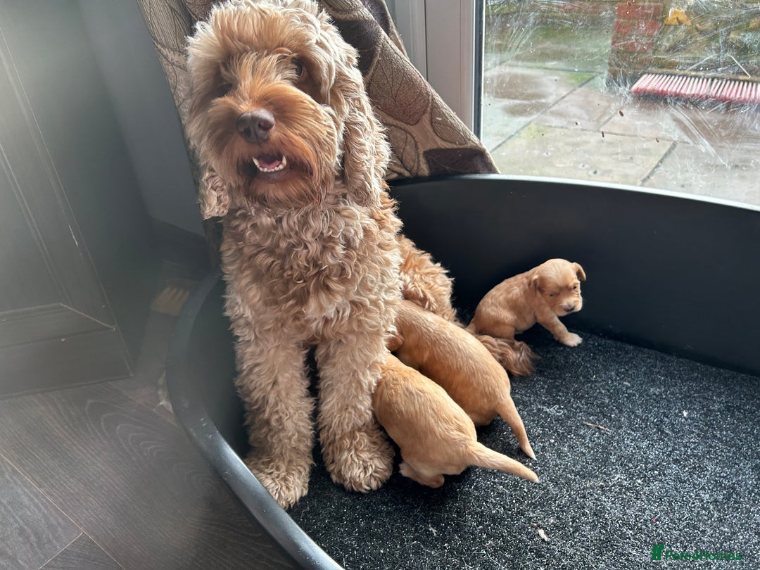 Cockapoo dogs for sale: Cockapoo puppies ginger/golden - Advert 18