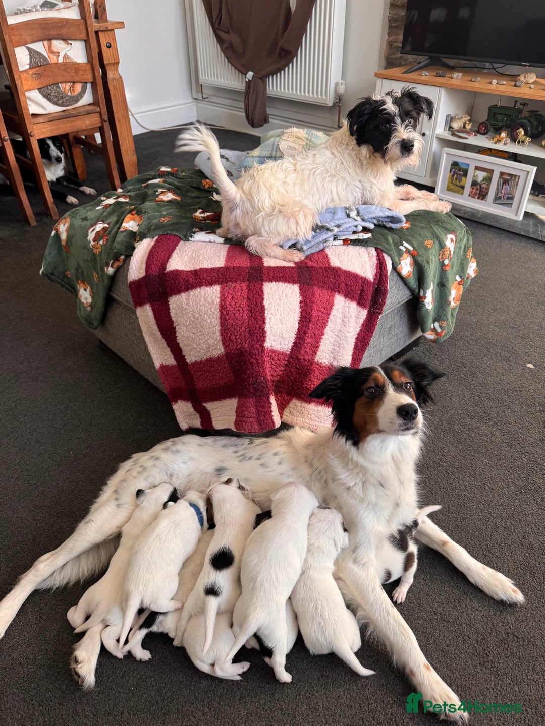 Mixed Breed dogs for sale: Ready to go!! Collie x Jack russell - Advert 1