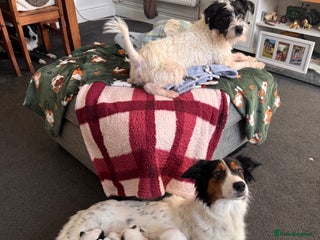 Mixed Breed dogs Ready to go!! Collie x Jack russell - Advert 1