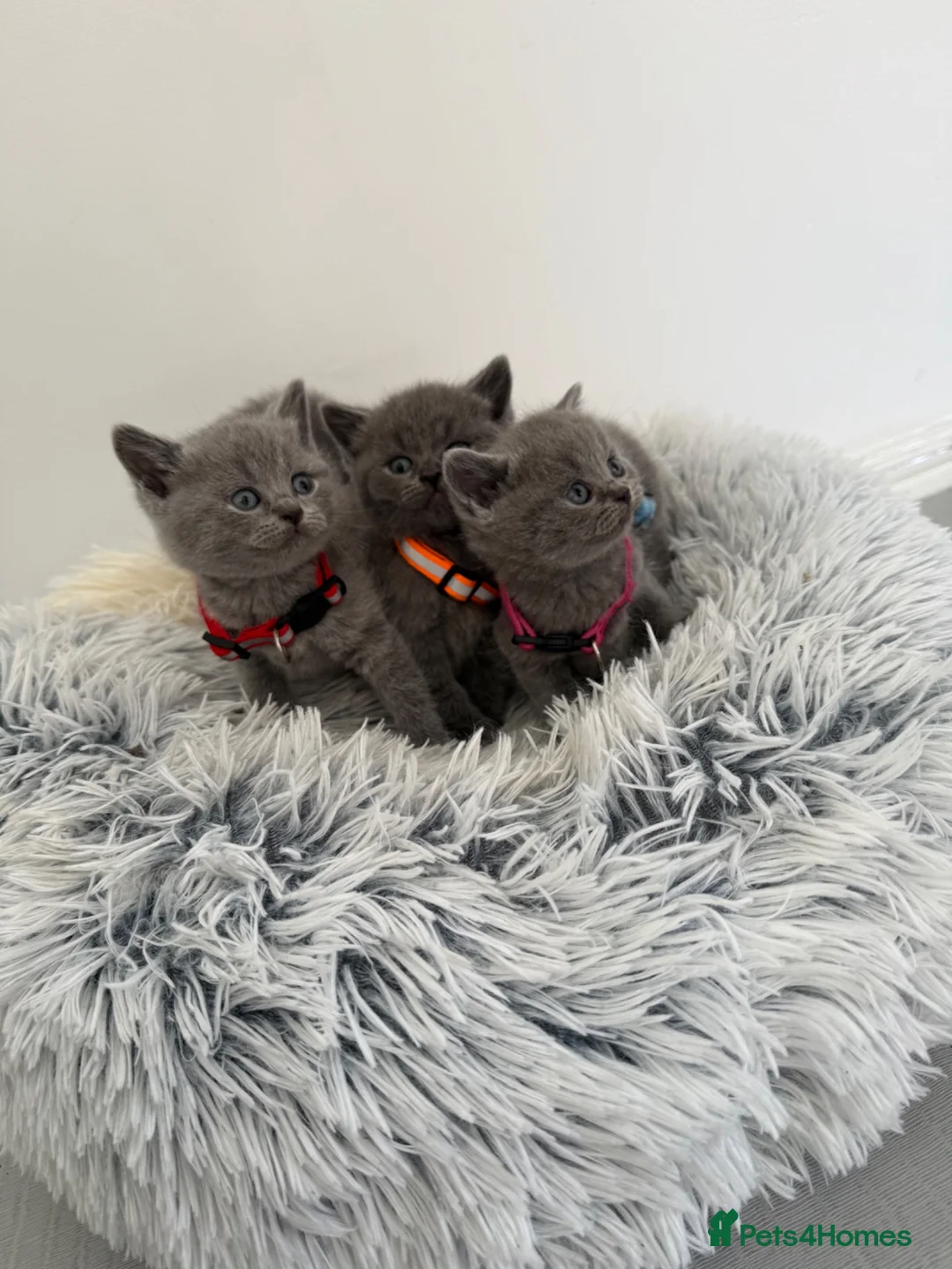 British Shorthair cats for sale: Stunning British Shorthair Blue Kittens Ready  - Advert 35