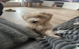 Maltipoo dogs for sale: READY TO LEAVE TINY F1 MALTIPOO PUPPIES  - Image 7