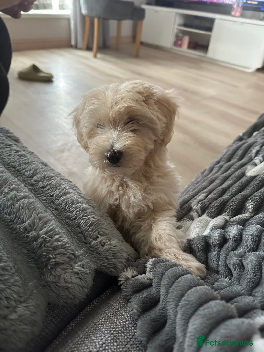 Maltipoo dogs for sale: READY TO LEAVE TINY F1 MALTIPOO PUPPIES  - Image 7