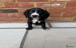 Cocker Spaniel dogs for sale: Beautiful cocker spaniel pups for sale!🐶 - Image 9