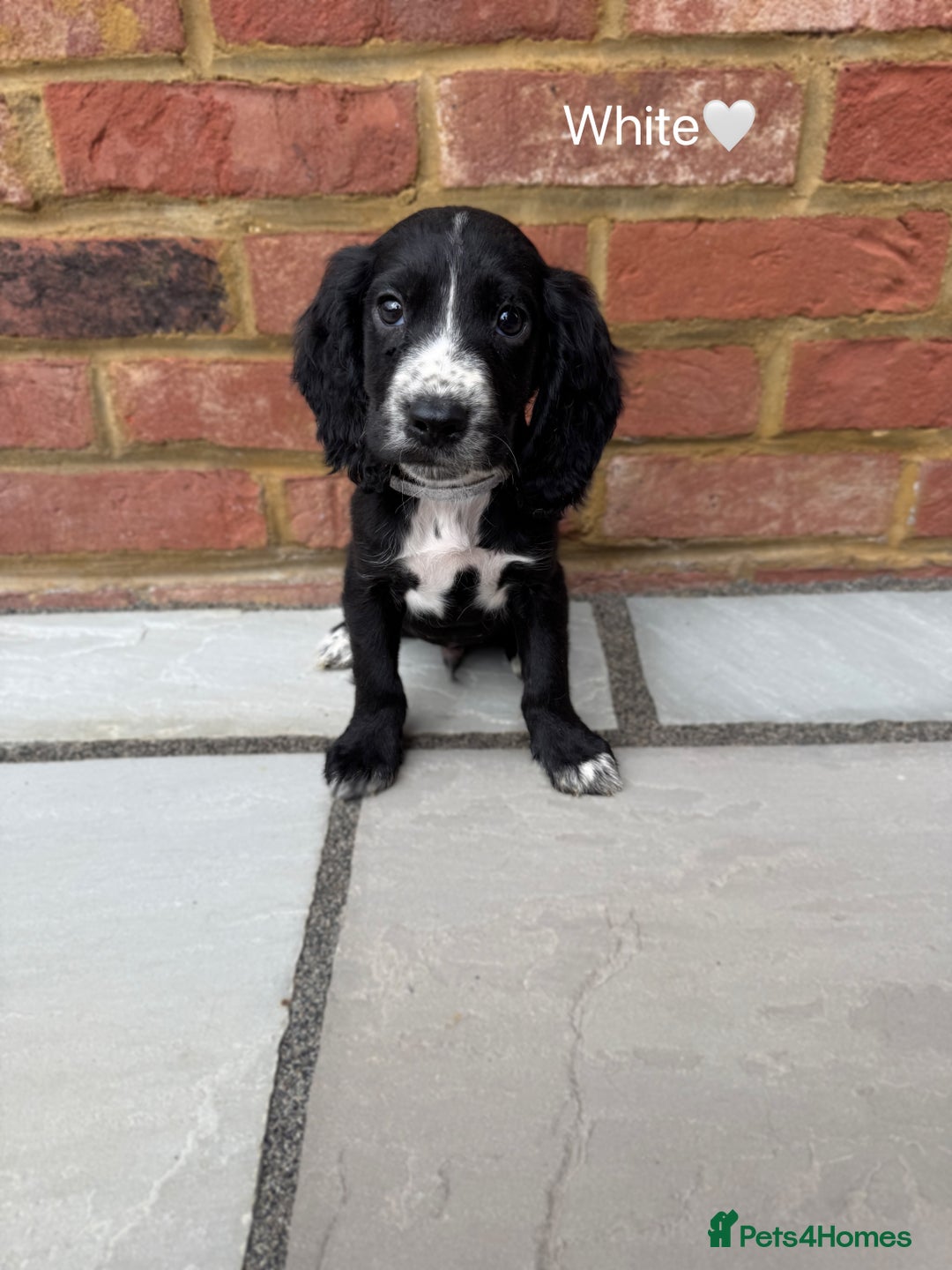 Cocker Spaniel dogs for sale: Beautiful cocker spaniel pups for sale!🐶 - Image 9