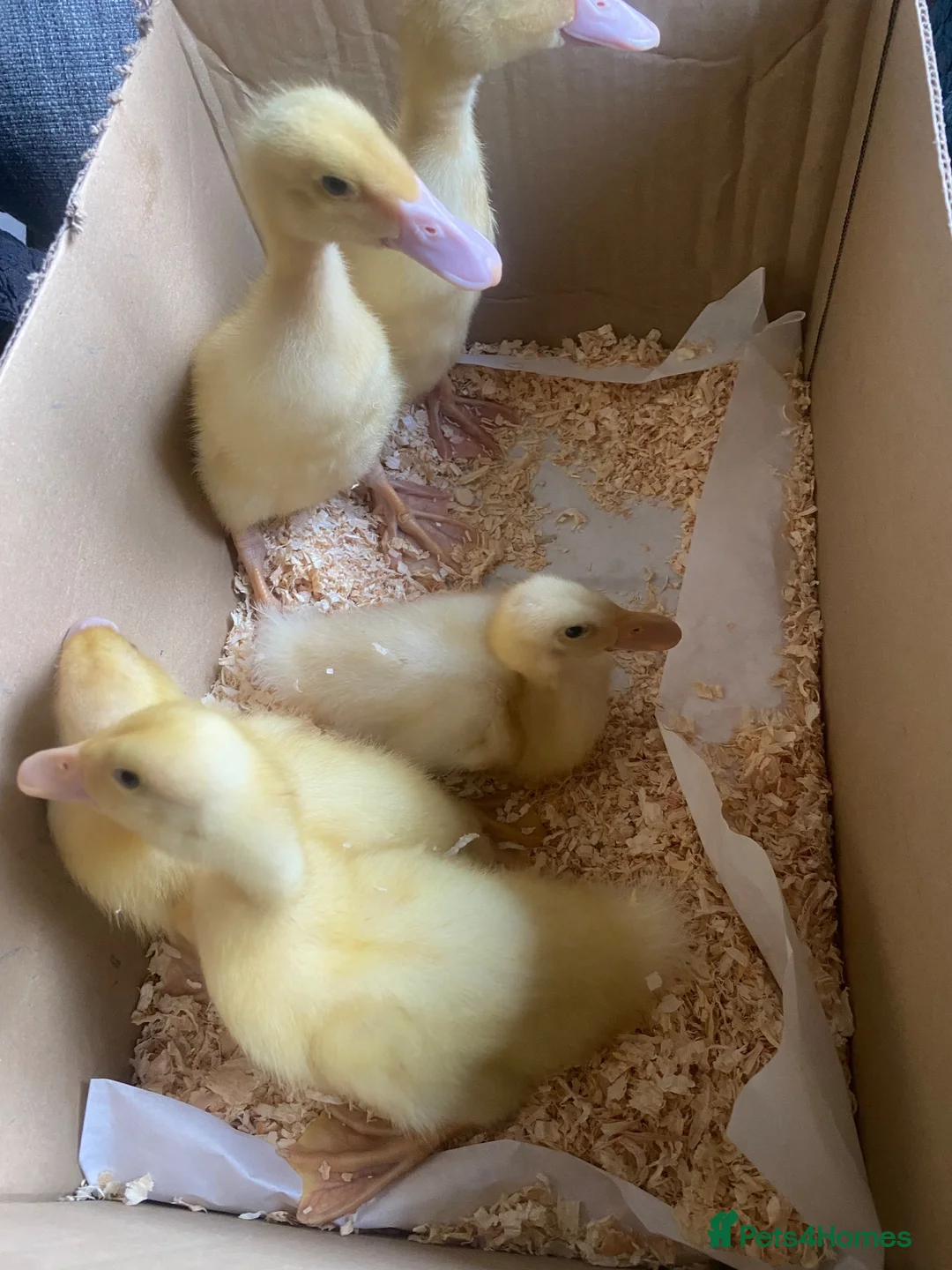 Ducks poultry for sale: Pure Breed Aylesbury ducklings 10 days old.  - Advert 3