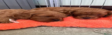 Cavapoo 3