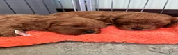 Cavapoo dogs for sale: Healthy Cavapoo Puppies Looking For Homes in Worcester Park - Advert 4