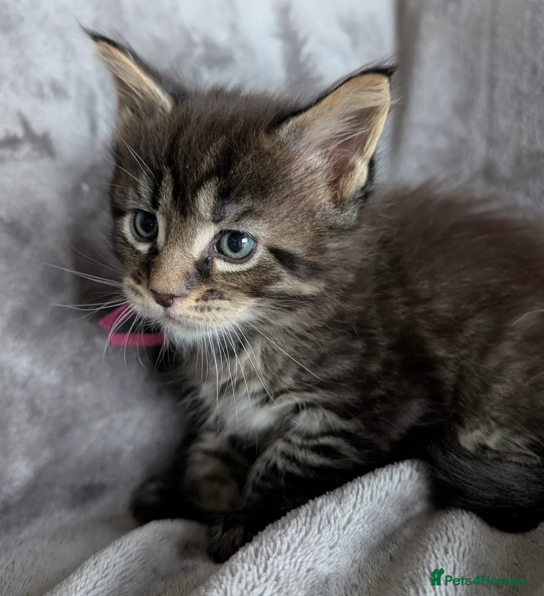 Maine Coon cats for sale: Chunky Maine Coons  - Advert 27