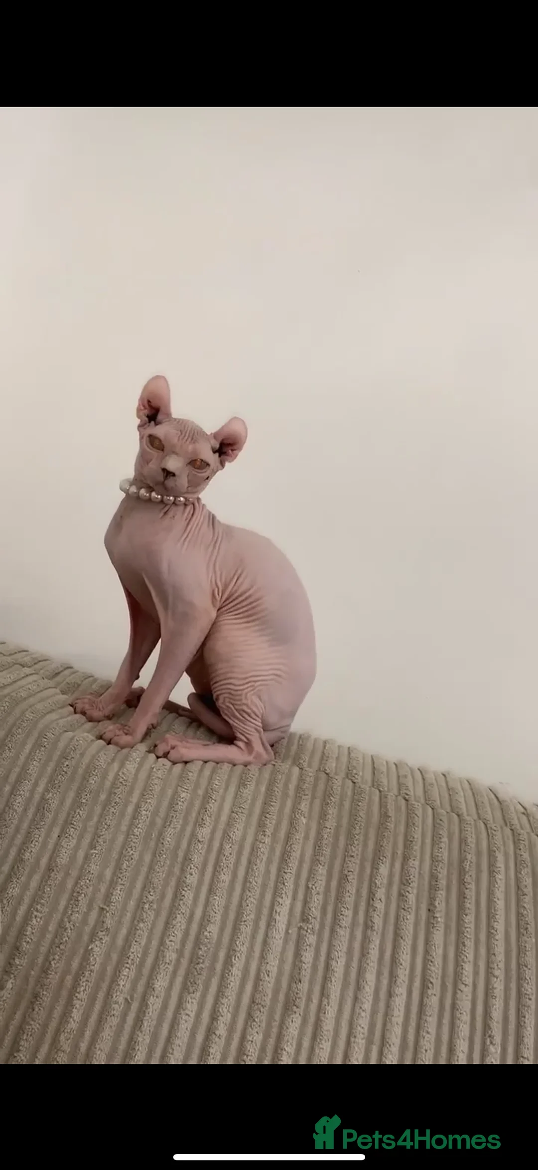 Sphynx cats for sale: Elf Sphynx kittenss - Advert 1