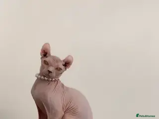 Sphynx cats Elf Sphynx kittenss - Advert 1