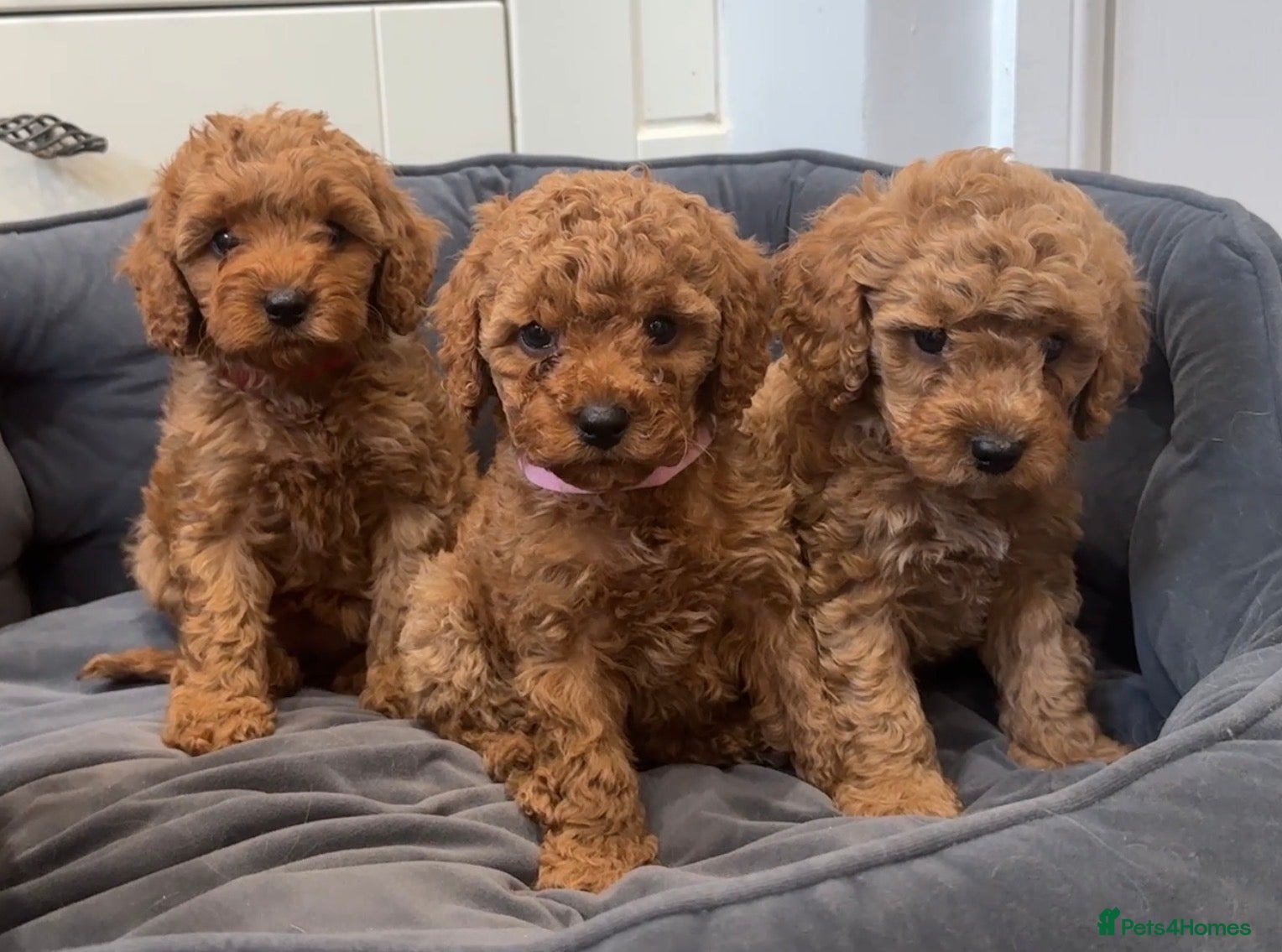 Cavapoo dogs Cavapoos Extensive DNA & Heart tested - Advert 1