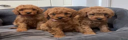 Cavapoo dogs for sale: Cavapoos Extensive DNA & Heart tested - Advert 1