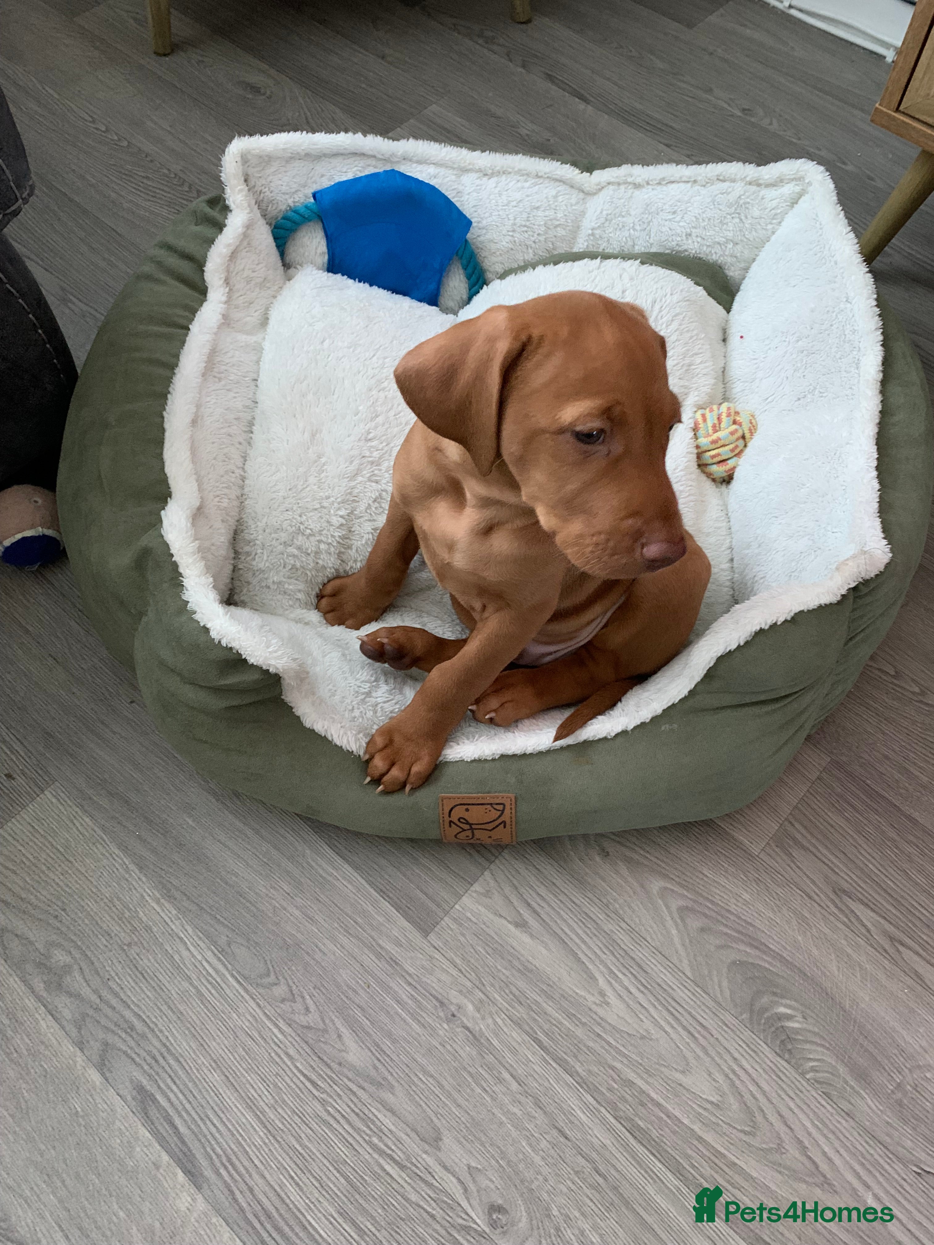 Hungarian Vizsla dogs KC Hungarian Vizsla puppy - Advert 8