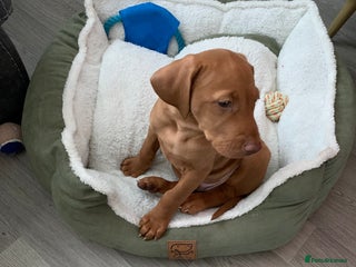 Hungarian Vizsla dogs KC Hungarian Vizsla puppy - Advert 8