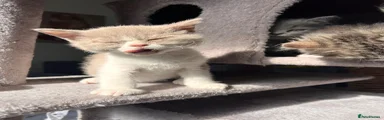 Selkirk Rex 5