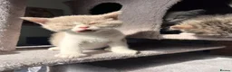 Selkirk Rex cats for sale: Gorgeous Selkirk rex kittens 😻 - Advert 33