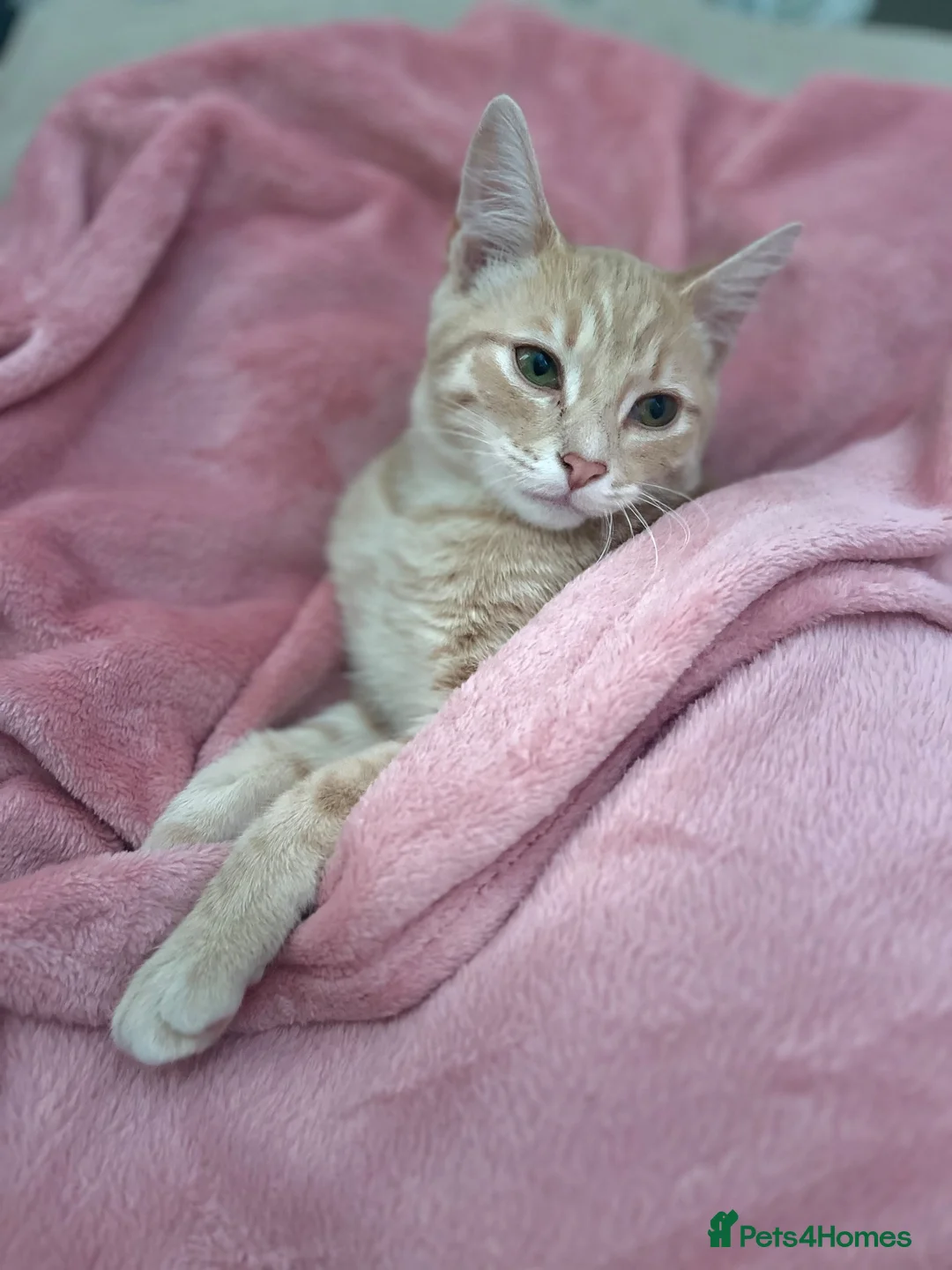 American Shorthair cats for sale: Aria - American Shorthair - Advert 1