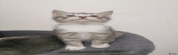 British Shorthair cats for sale: Stunning BSH Silver Tabby kittens - Advert 8