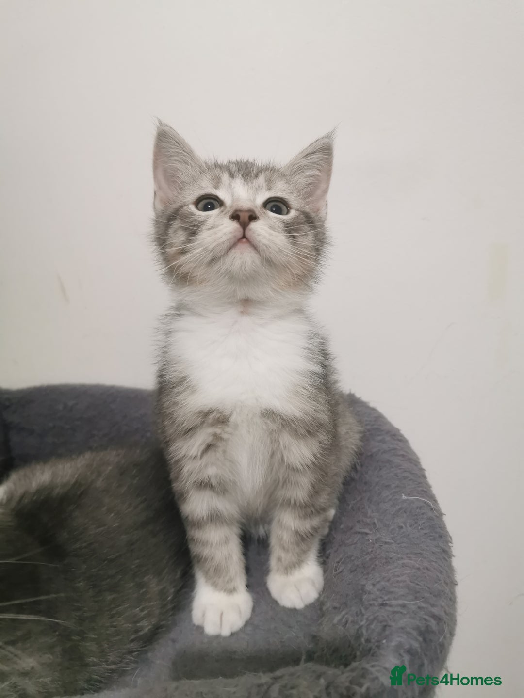 British Shorthair cats for sale: Stunning BSH Silver Tabby kittens - Advert 8