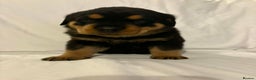 Rottweiler dogs for sale: Stunning Rottweiler puppies - Advert 19