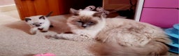 Ragdoll cats for stud: Stud Muffin in Ilkeston - Advert 11