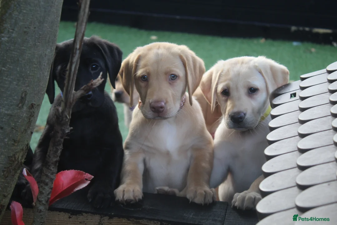 Labrador Retriever dogs for stud: KC REGISTERED LABRADOR FOR STUD ONLY  - Advert 9