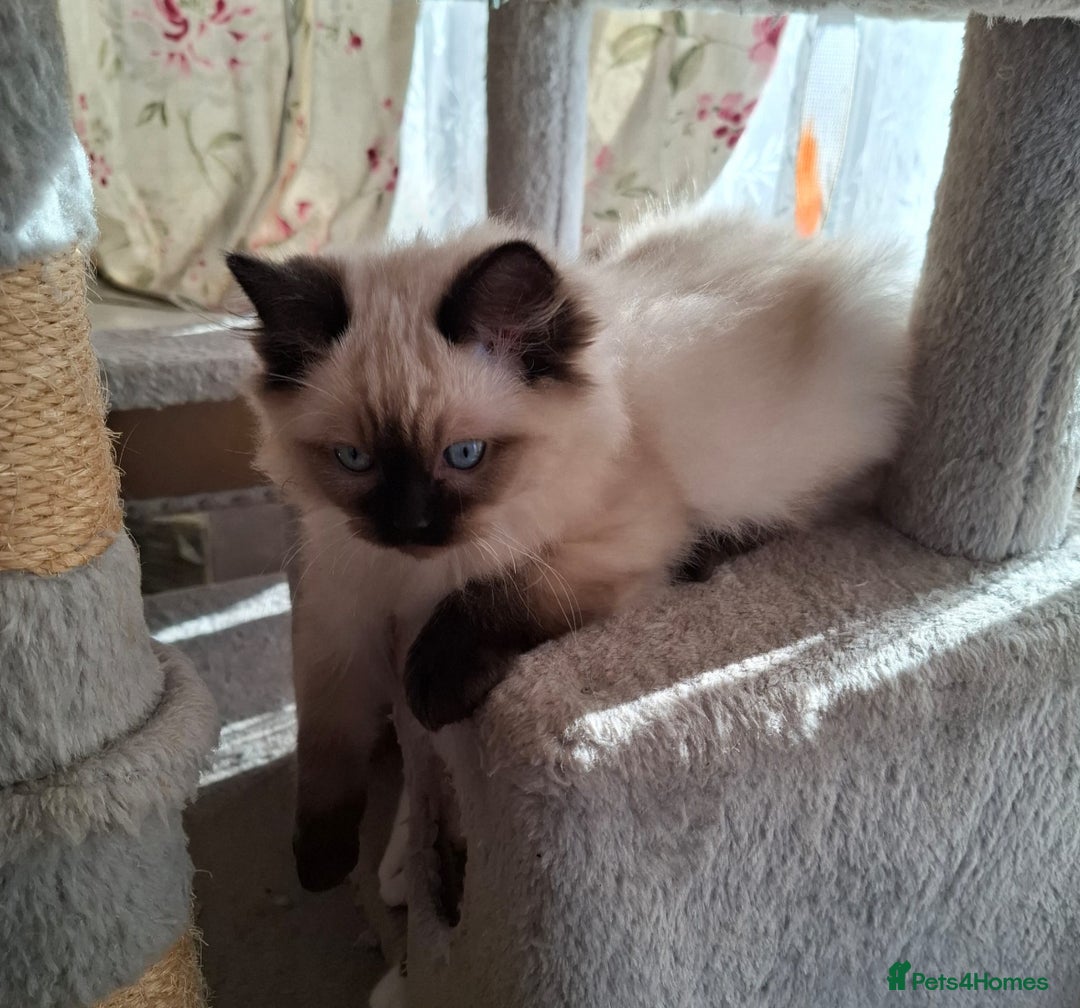 Ragdoll cats for sale:  ragdoll kittens  - Advert 11