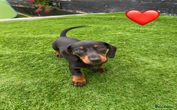 Miniature Dachshund dogs for sale: Stunning Miniature duscuhund  - Image 2