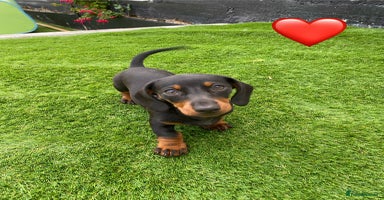 Miniature Dachshund dogs - Advert 3