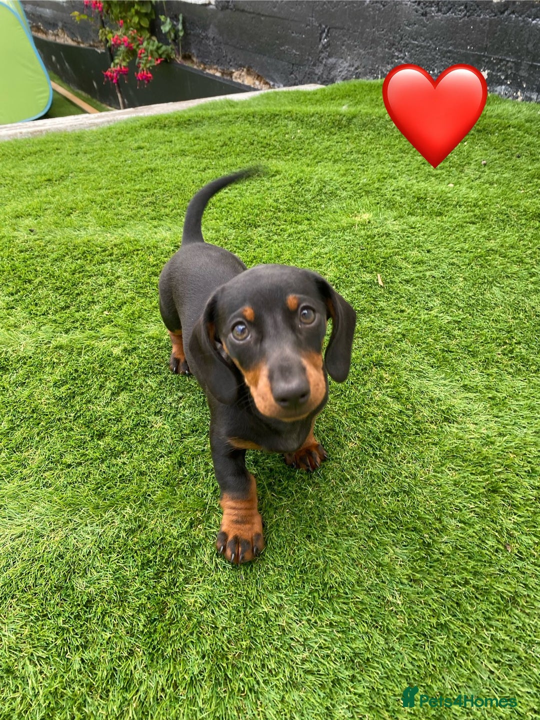 Miniature Dachshund dogs for sale: Stunning Miniature duscuhund  - Image 2