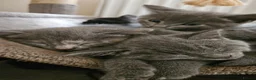 Mixed Breed cats for sale: Stunning and unique kittens - Advert 3