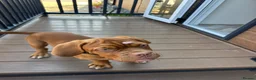 Dogue De Bordeaux dogs for sale: Diesel - 5 month old male puppy  in Gloucester - Advert 4