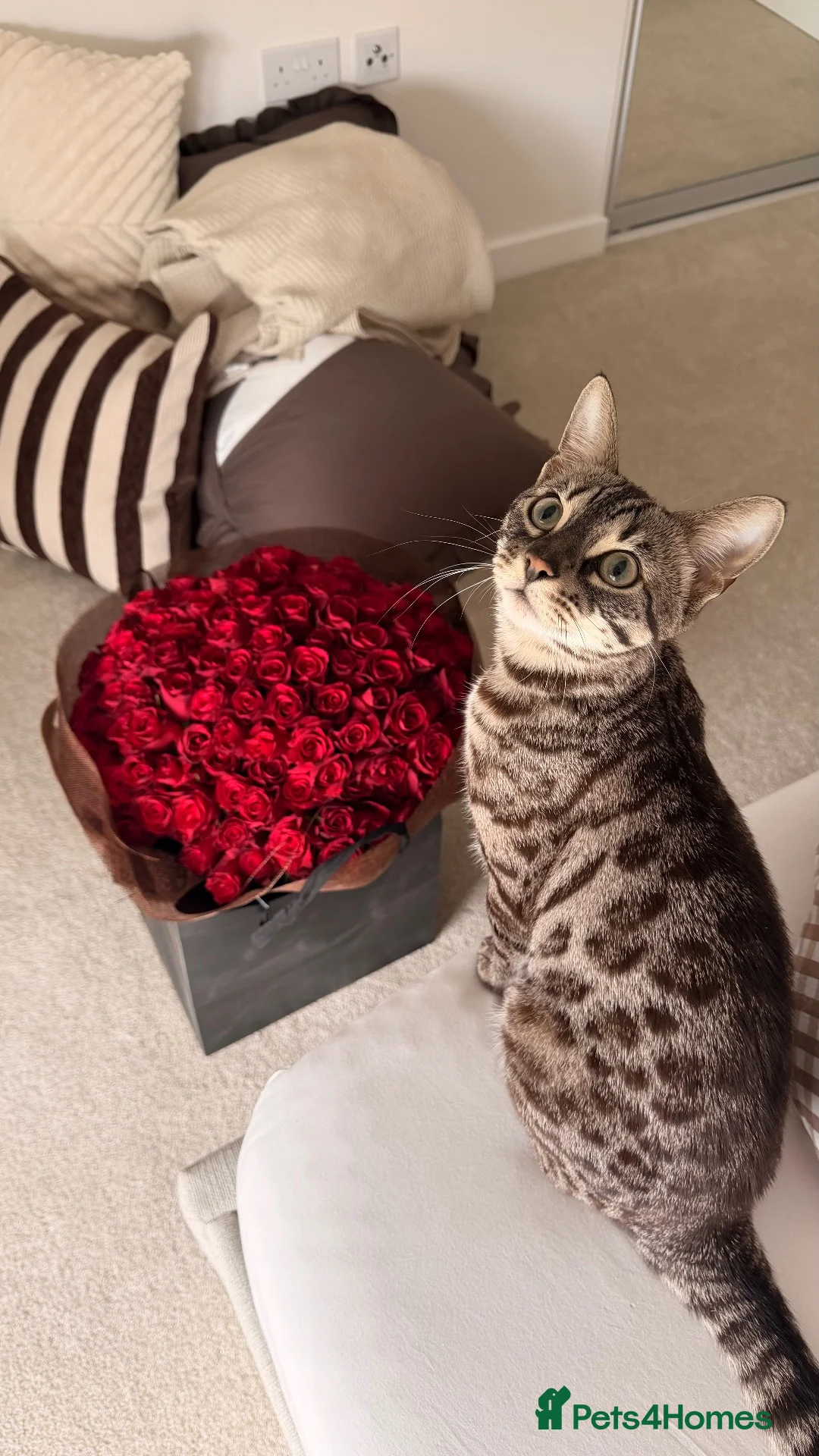 Bengal cats for sale: Kairo, Male Bengal  - Advert 2