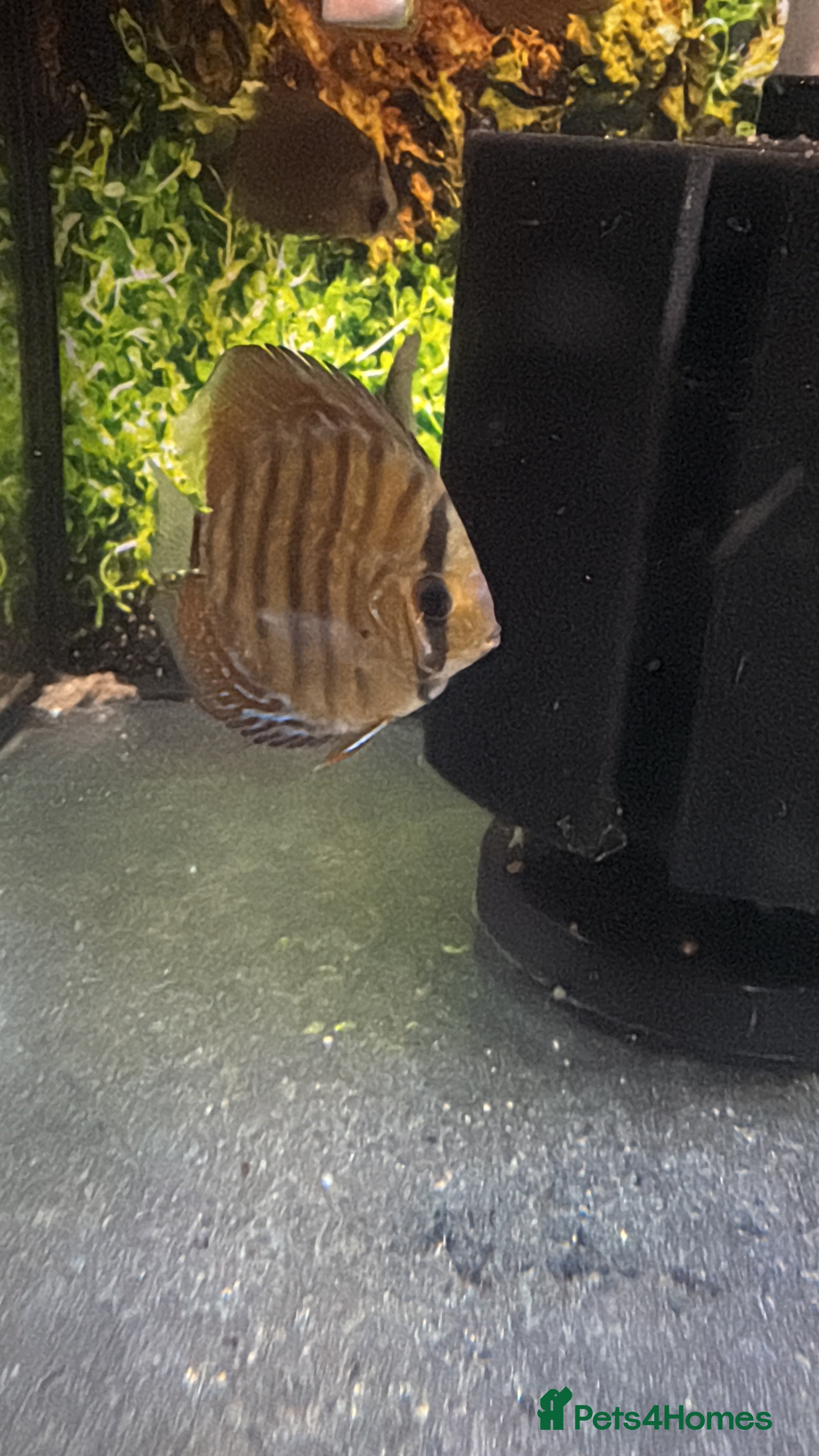 Discus fish Discus  - Advert 1