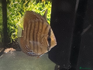 Discus fish Discus - Advert 4