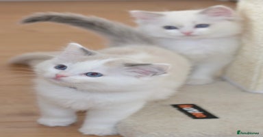 Ragdoll cats Beautiful Ragdoll Kittens - Advert 14