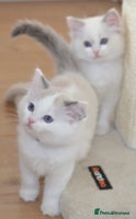 Ragdoll cats Beautiful Ragdoll Kittens - Advert 4